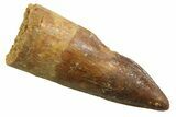 Juvenile Fossil Spinosaurus Tooth - Real Dinosaur Tooth #354819-1